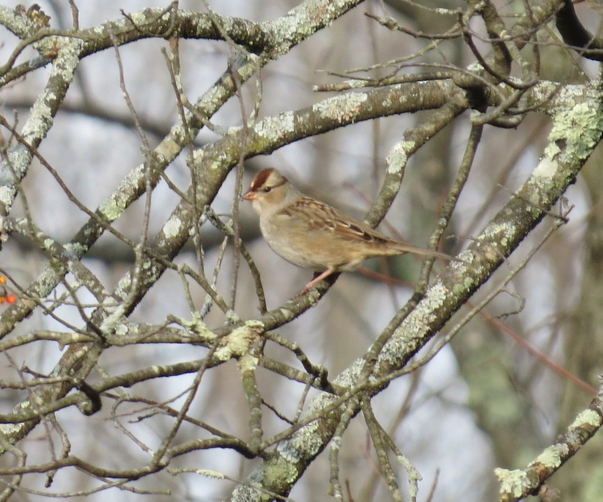 White-crowned Sparrow - ML277735341