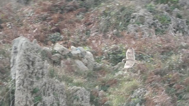 Short-eared Owl - ML277735701