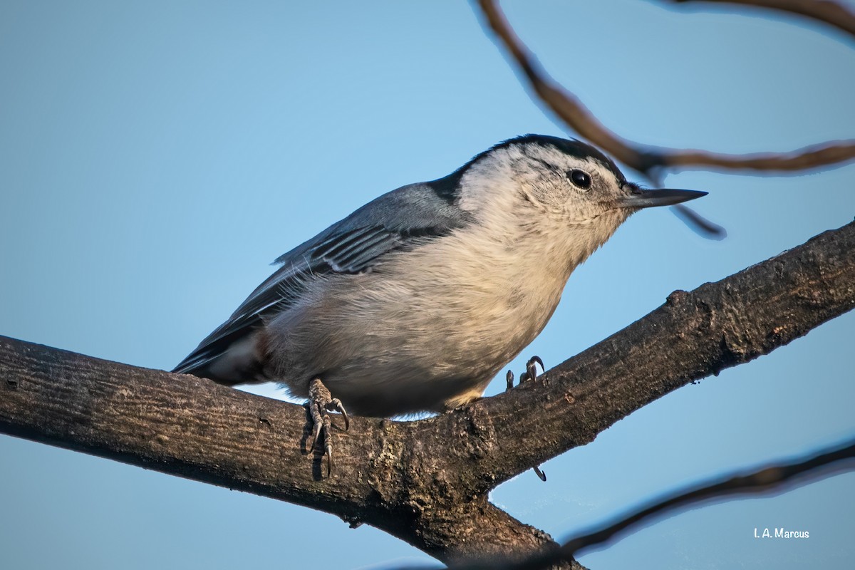White-breasted Nuthatch - ML277735901