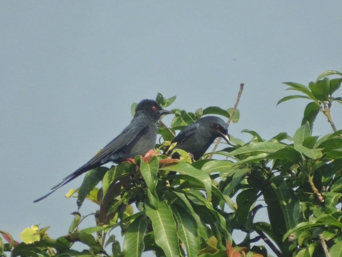 Ashy Drongo - Debjit  Mukherjee