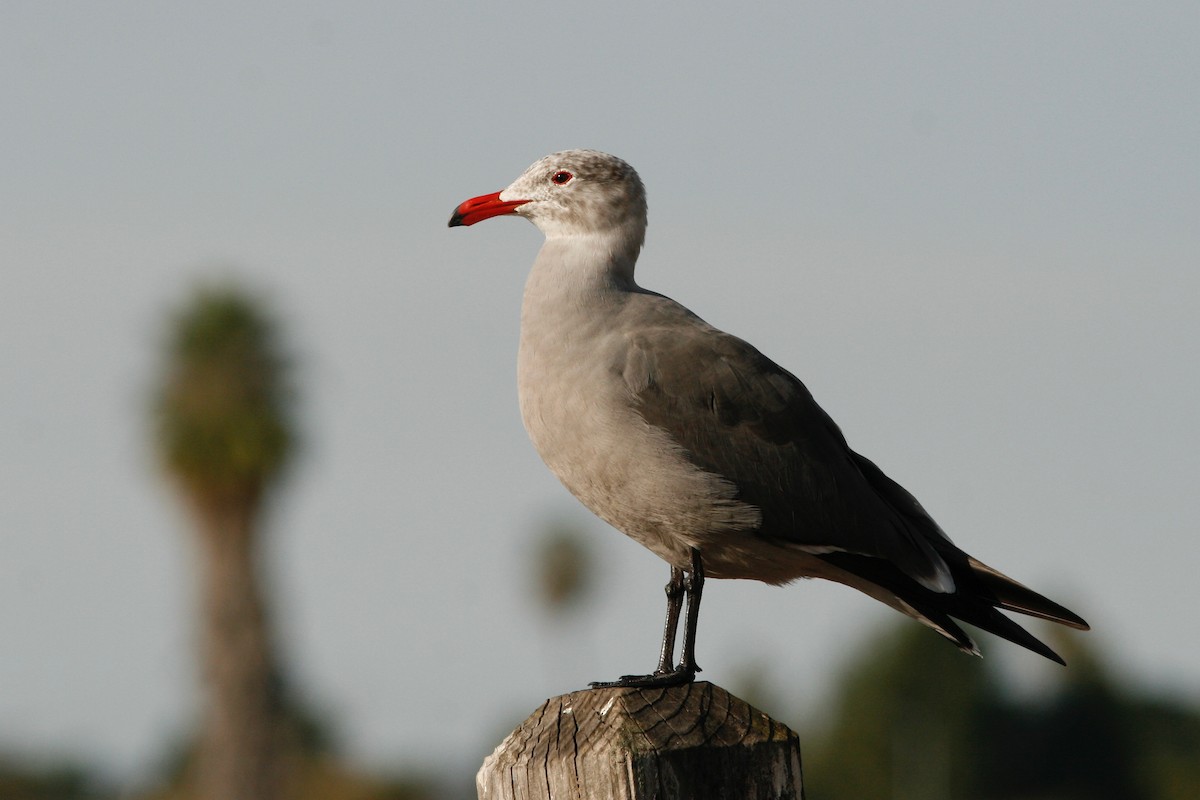 Heermann's Gull - ML277736811