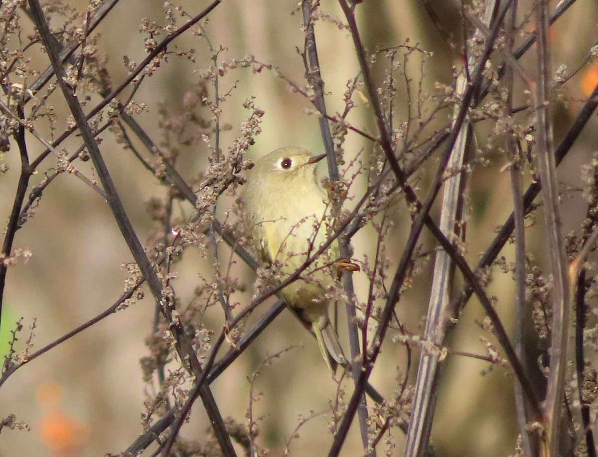 Ruby-crowned Kinglet - ML277737291