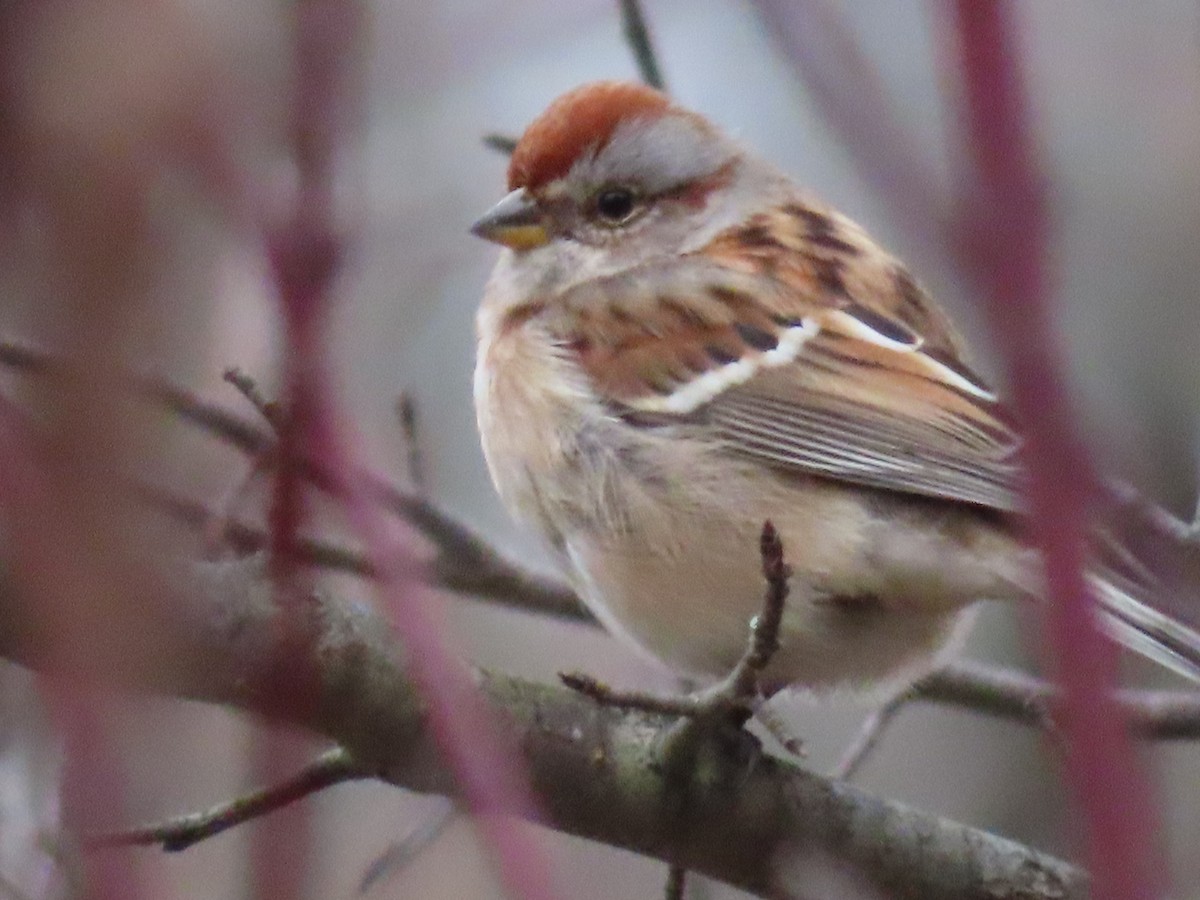 American Tree Sparrow - ML277737331