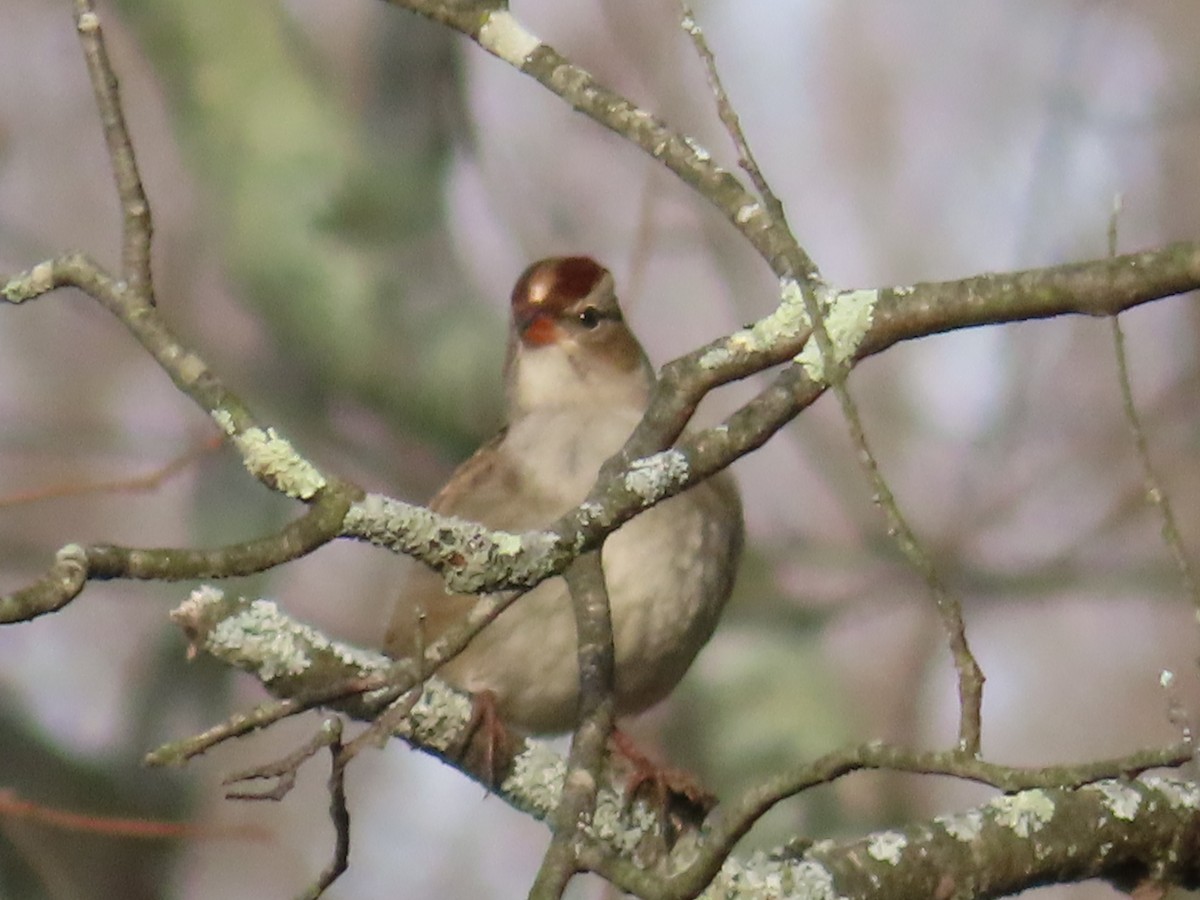 White-crowned Sparrow - ML277737381