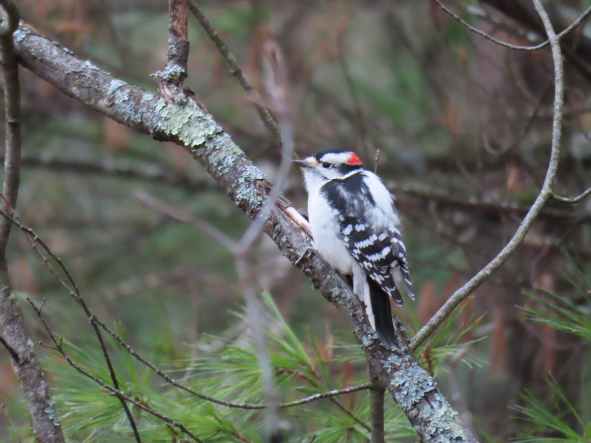 Downy Woodpecker - ML277737561