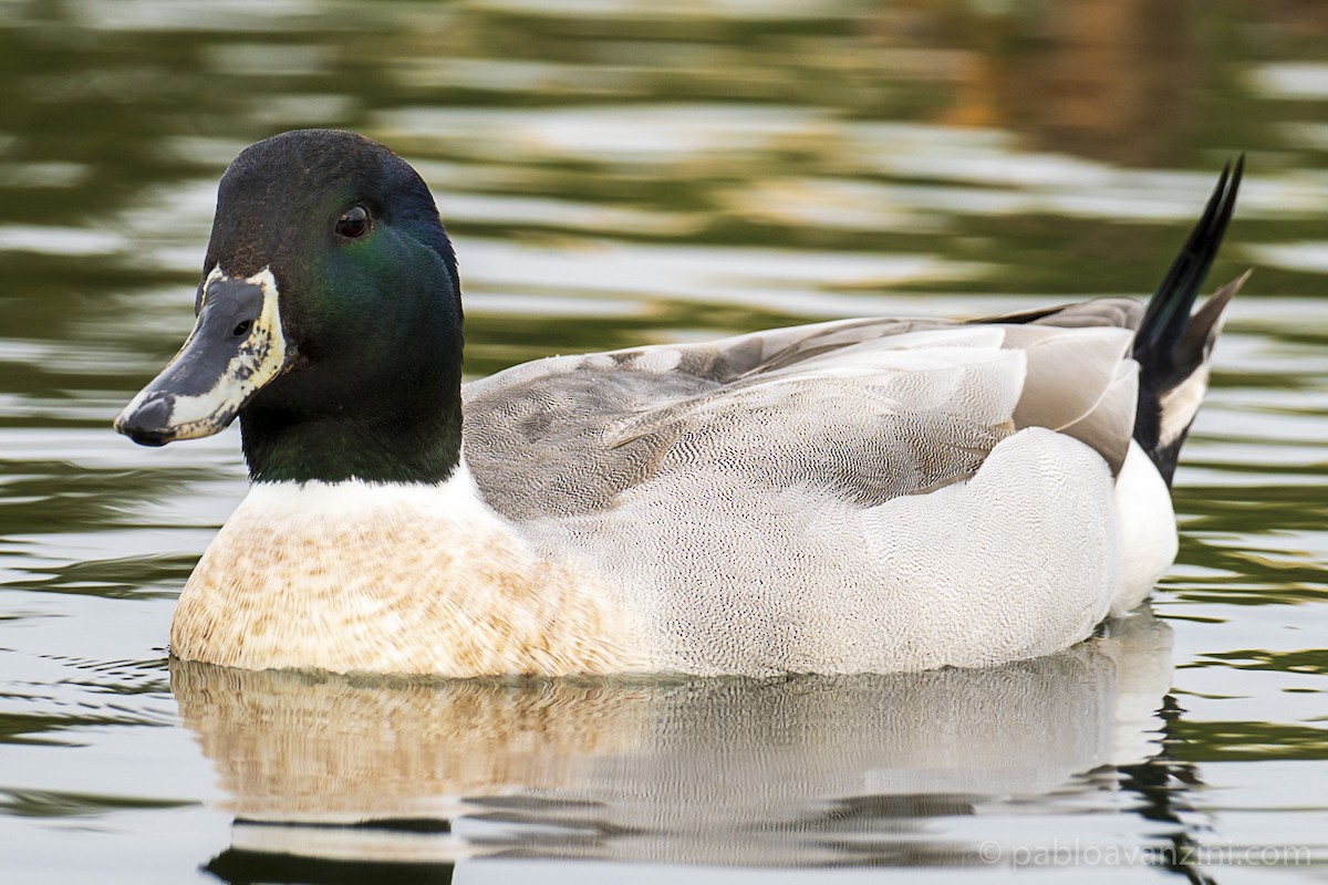 Mallard x Northern Pintail (hybrid) - Pablo Avanzini