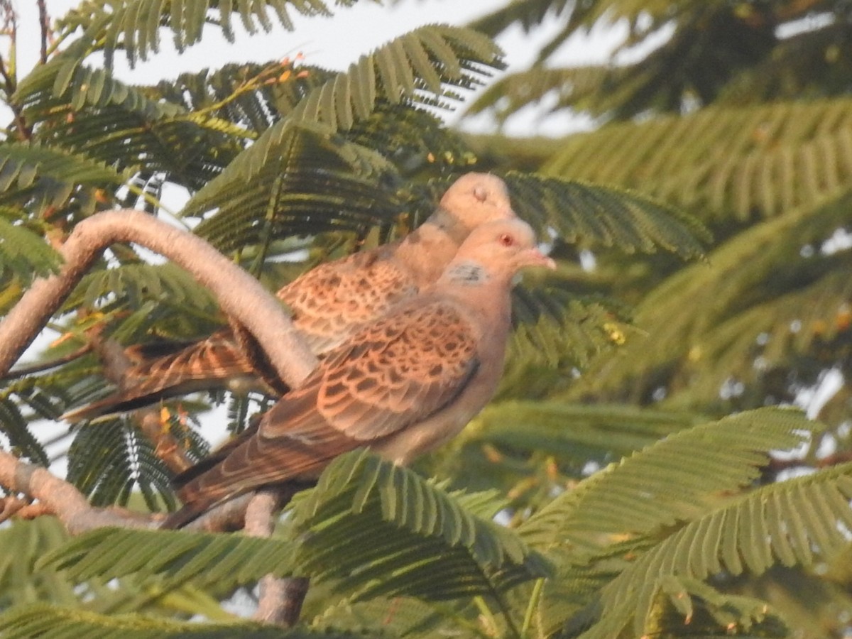 Oriental Turtle-Dove - Shilpa Gadgil