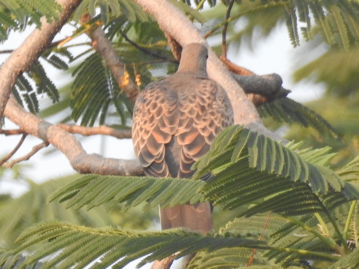 Oriental Turtle-Dove - ML277738831