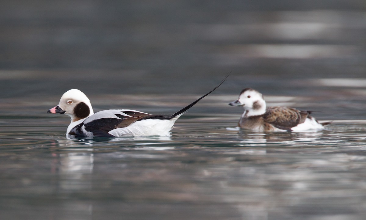 Long-tailed Duck - Chris Wood