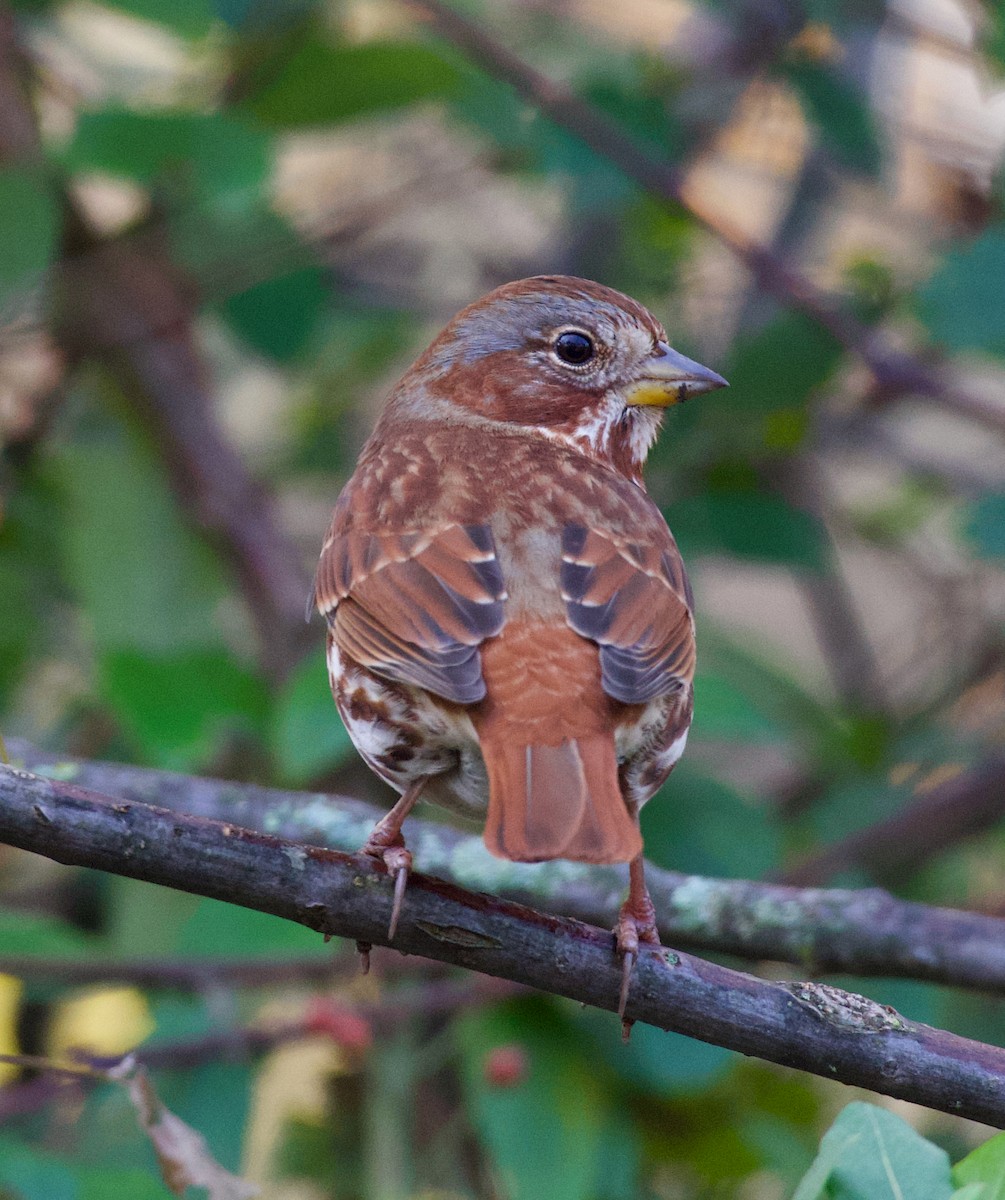 Fox Sparrow (Red) - ML277739331