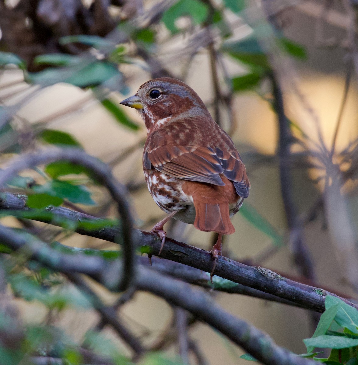 Fox Sparrow (Red) - ML277739341