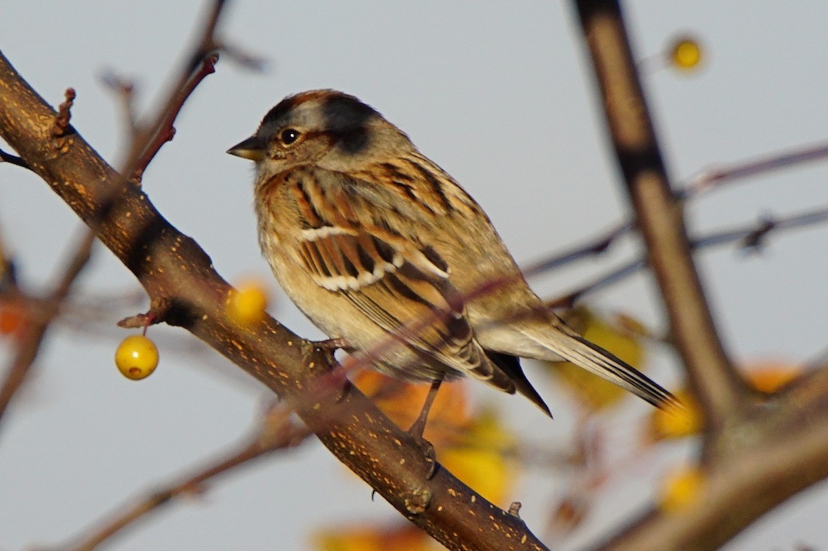 American Tree Sparrow - ML277739601