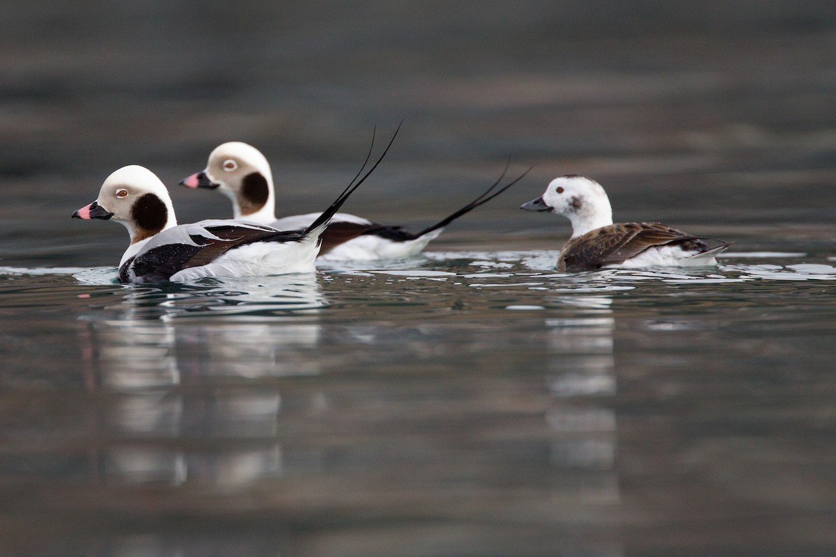Long-tailed Duck - Chris Wood