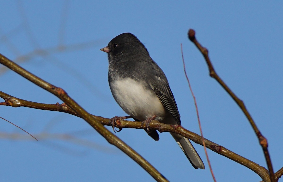 Junco ardoisé (hyemalis/carolinensis) - ML277741141