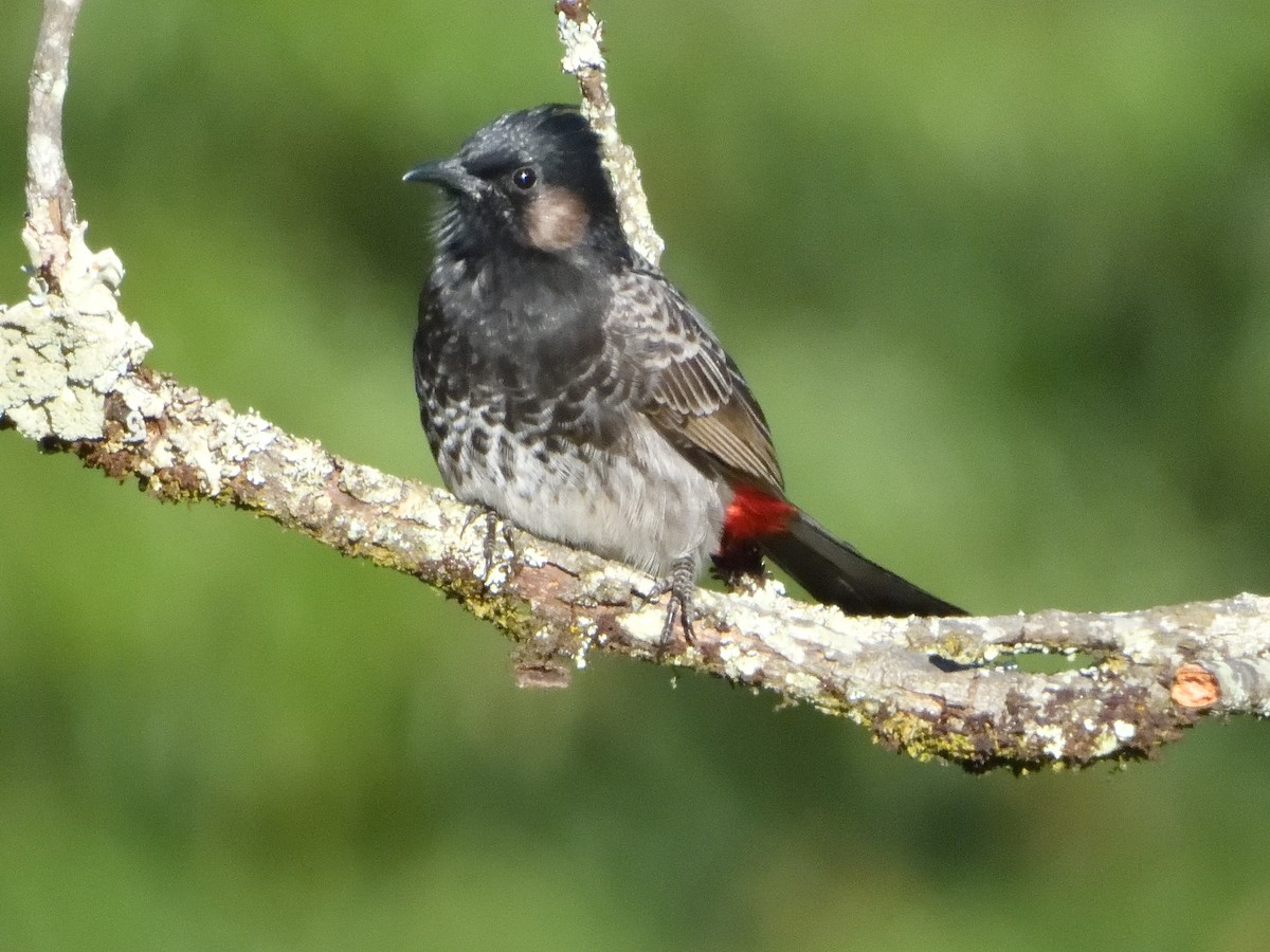 Red-vented Bulbul - ML277741631