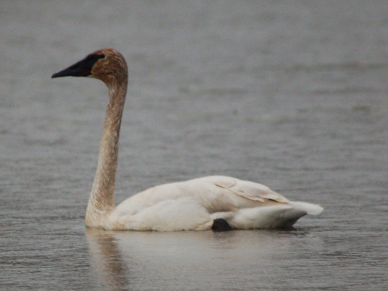 Trumpeter Swan - Chris Kargel