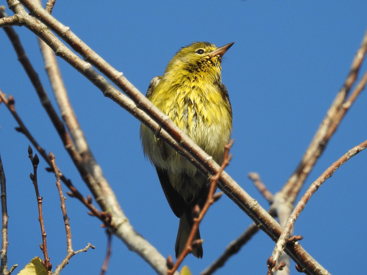 Pine Warbler - ML277741961