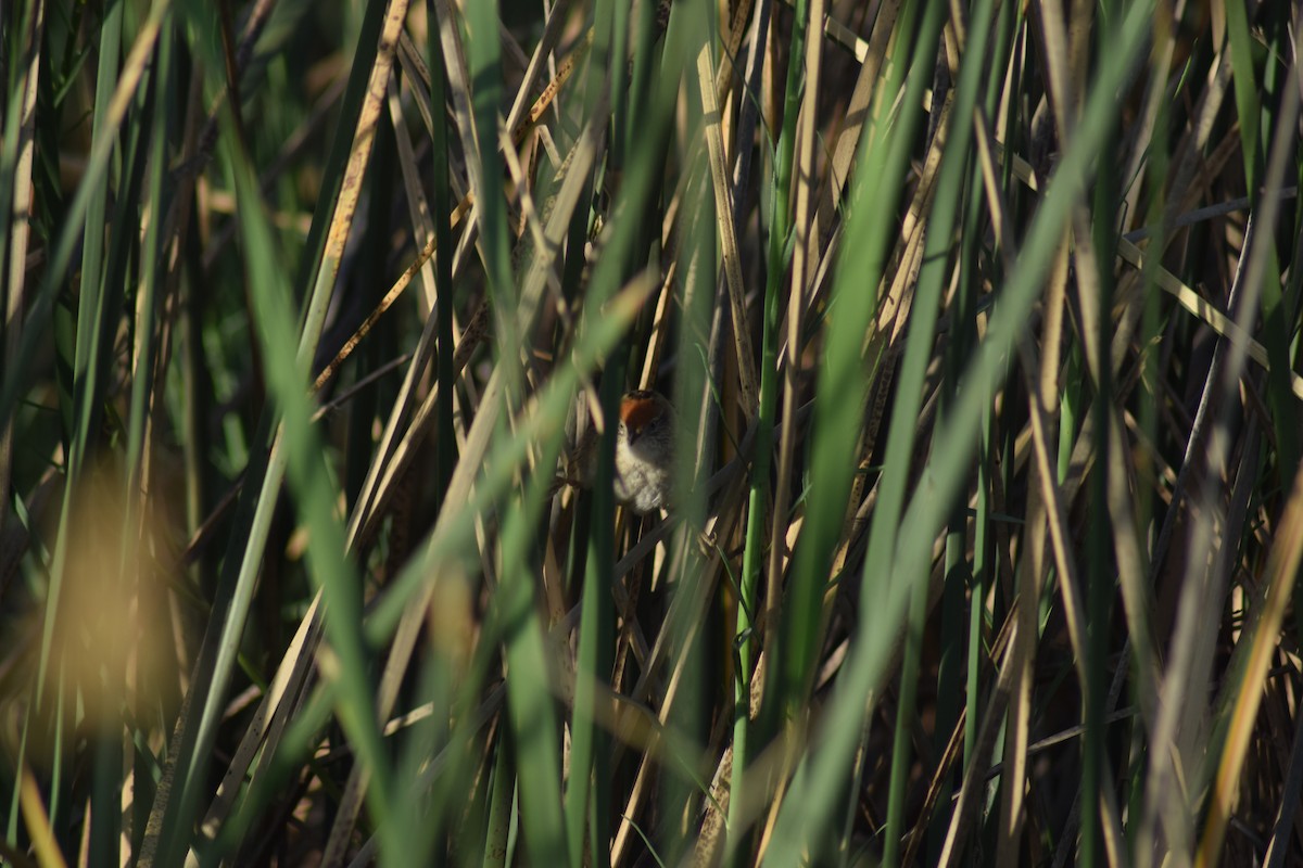 Bay-capped Wren-Spinetail - ML277742371