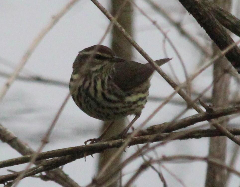 Northern Waterthrush - ML27774511