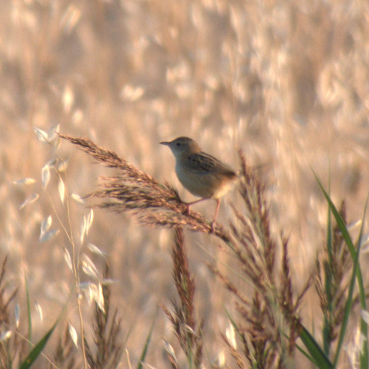 Zitting Cisticola - ML277745661