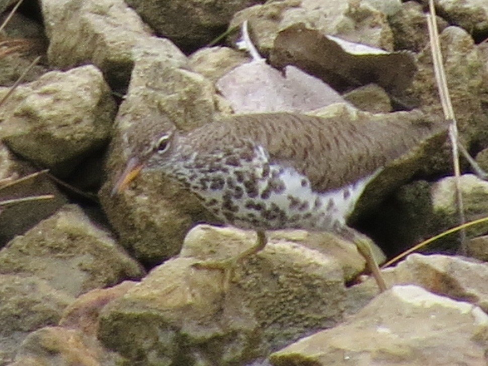 Spotted Sandpiper - ML27774581