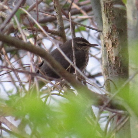 Northern Waterthrush - ML27774911