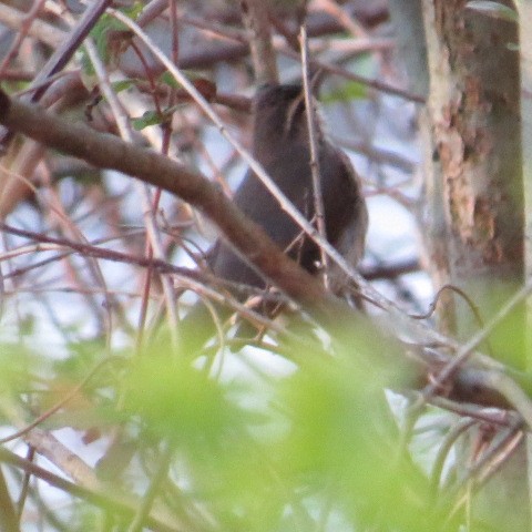 Northern Waterthrush - valerie heemstra