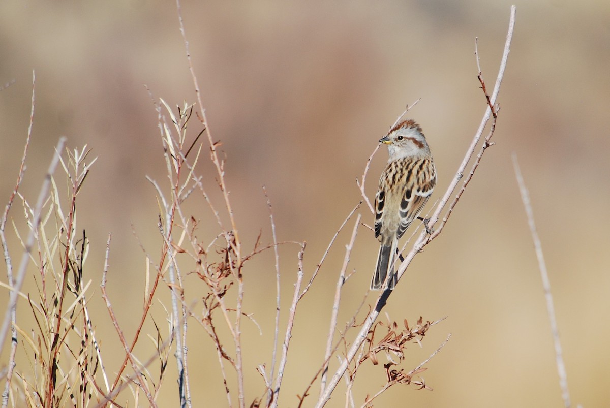 American Tree Sparrow - ML277749491