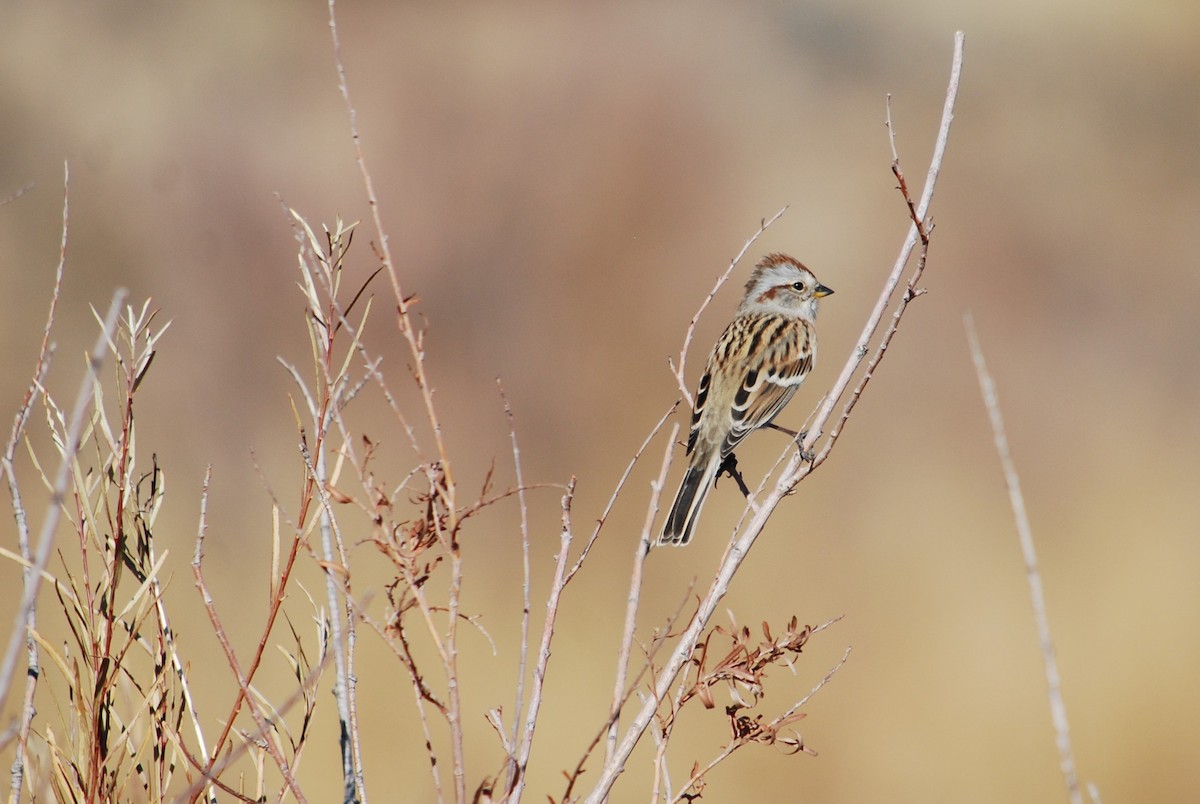 American Tree Sparrow - ML277749551