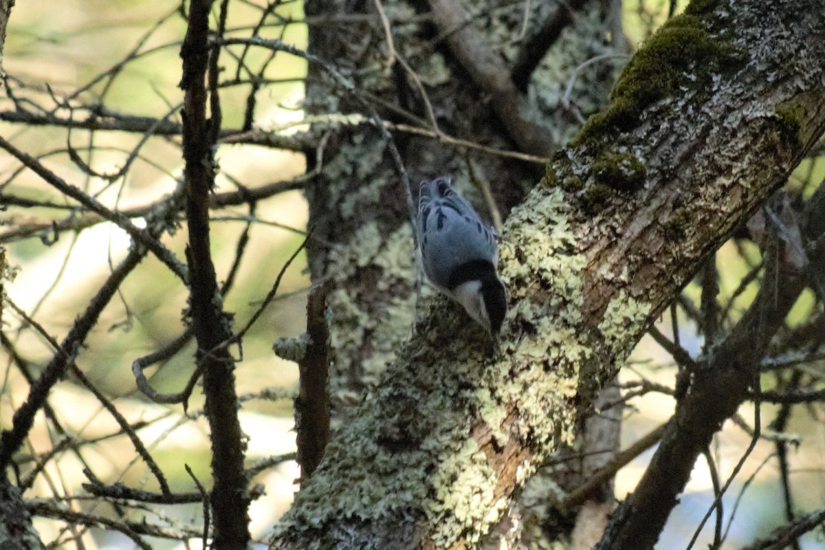 White-breasted Nuthatch - ML277750931