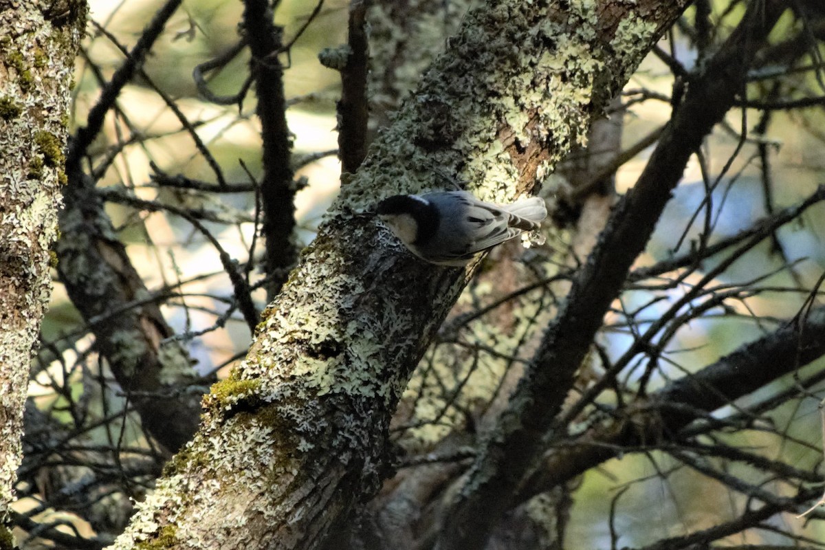 White-breasted Nuthatch - ML277750941