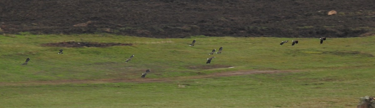 Northern Lapwing - ML277751711