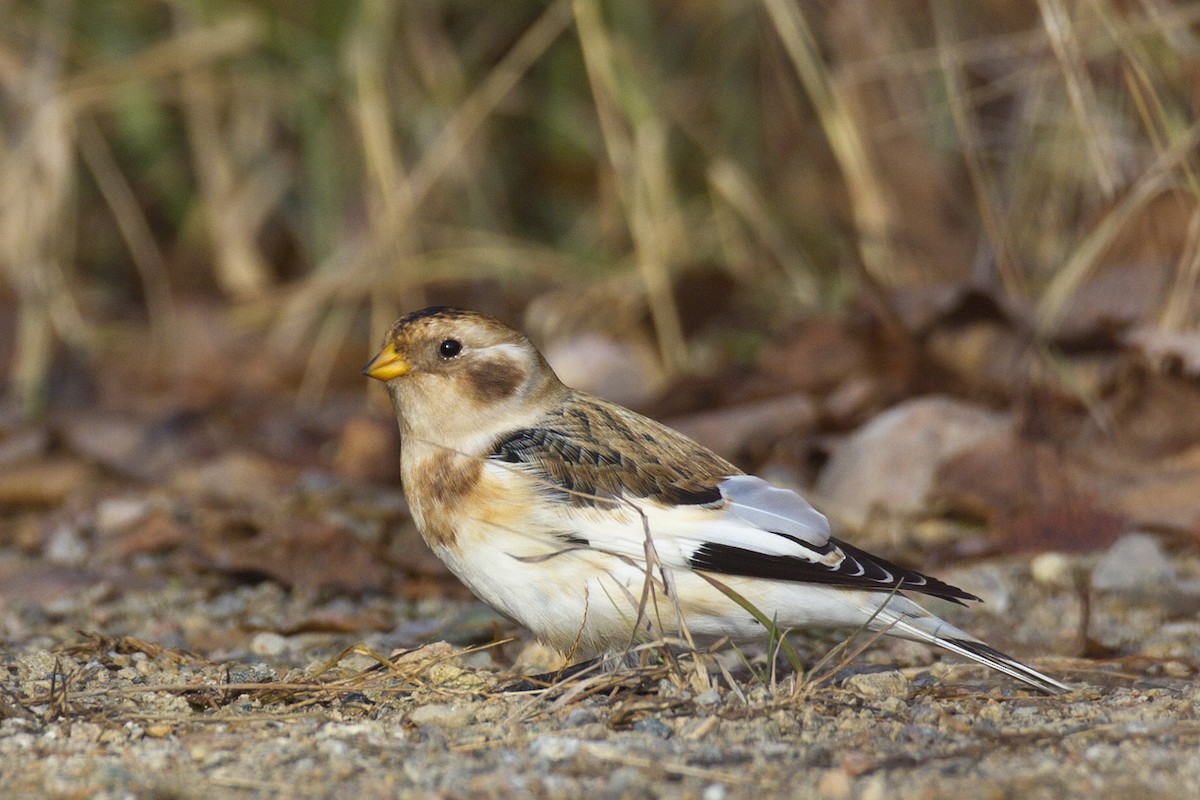 Цасч хөмрөг - ML277752141