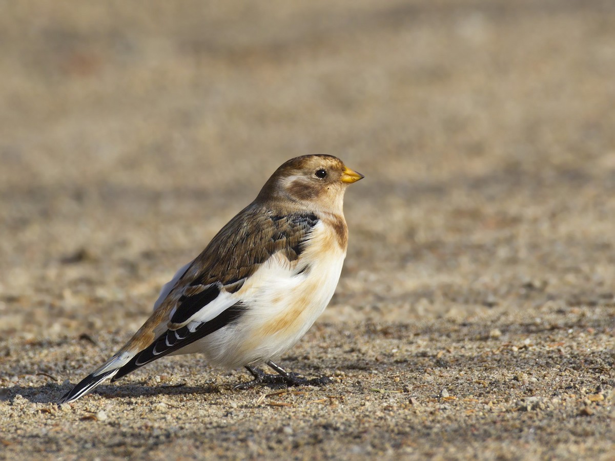 Цасч хөмрөг - ML277752321