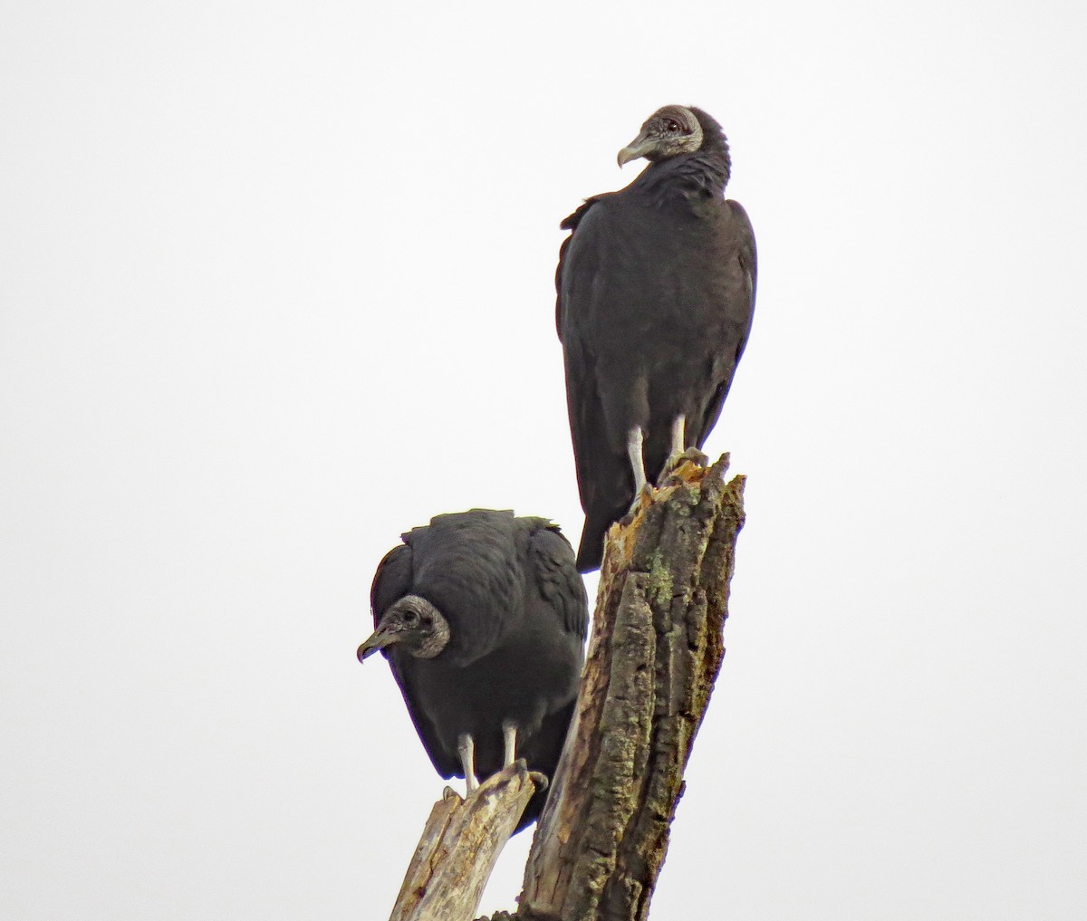 Black Vulture - ML277752551