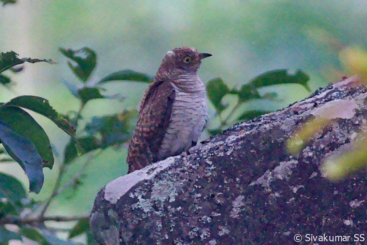 Common Cuckoo - ML277752891