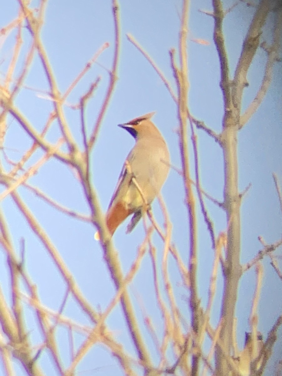 Bohemian Waxwing - Garrett MacDonald