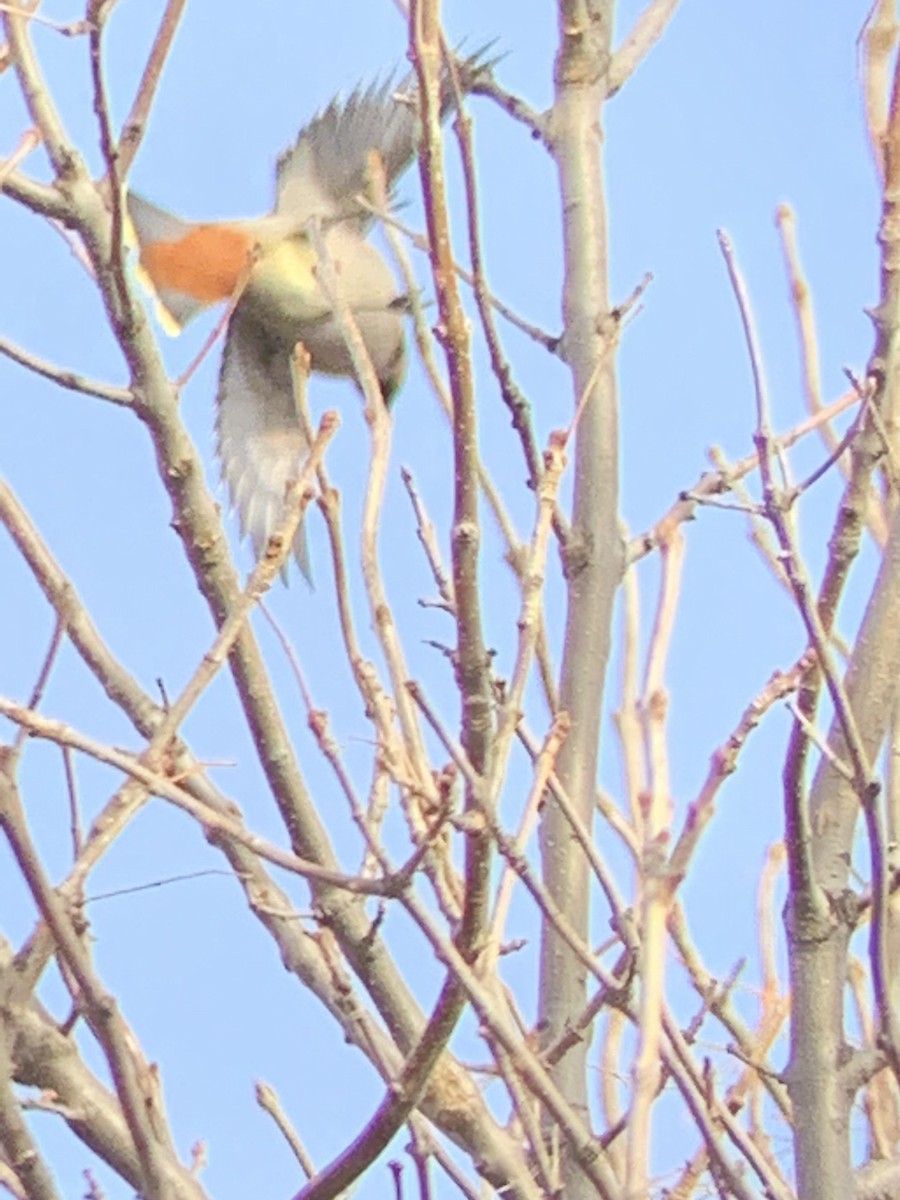 Bohemian Waxwing - ML277753151