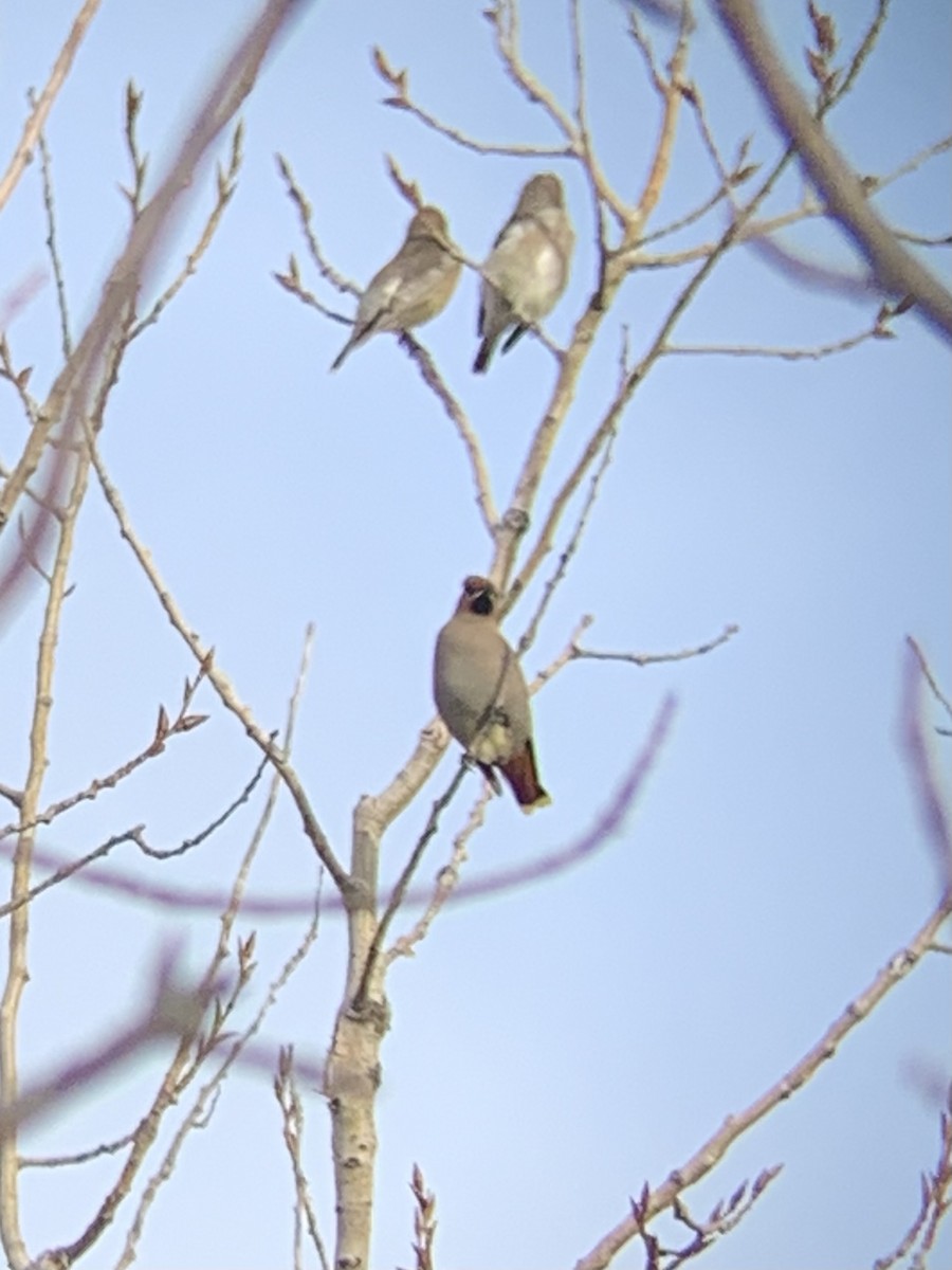 Bohemian Waxwing - ML277753171