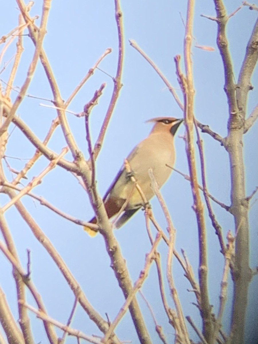 Bohemian Waxwing - ML277753191