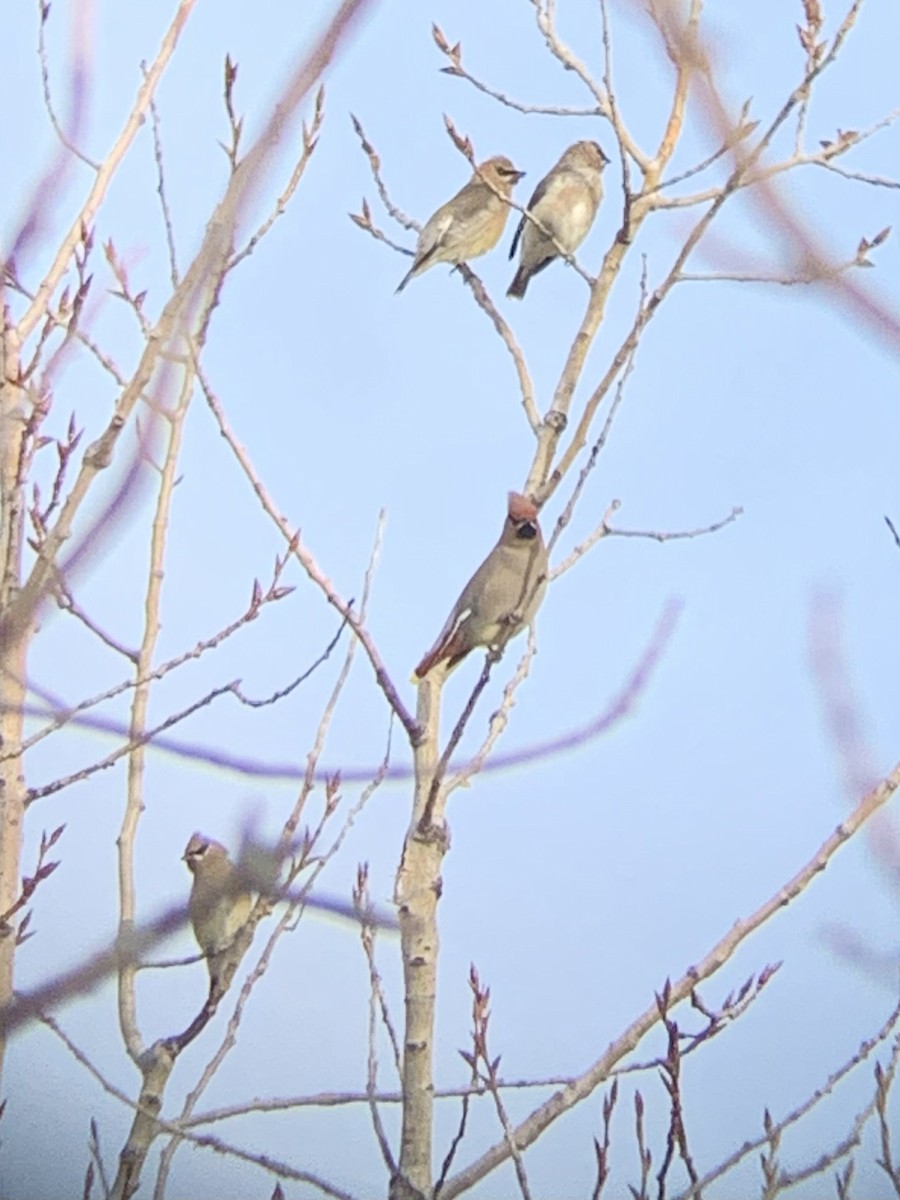 Bohemian Waxwing - ML277753201