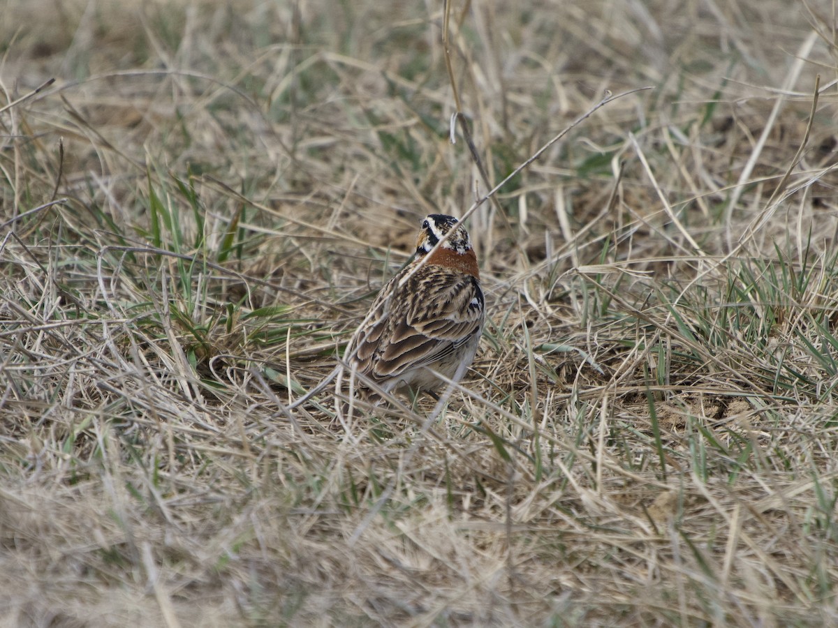 アカエリツメナガホオジロ - ML277754631