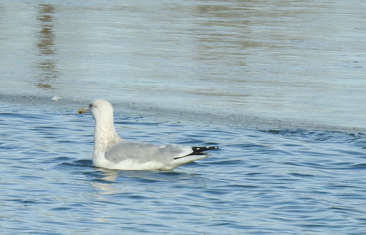 Gaviota Argéntea (americana) - ML277754971