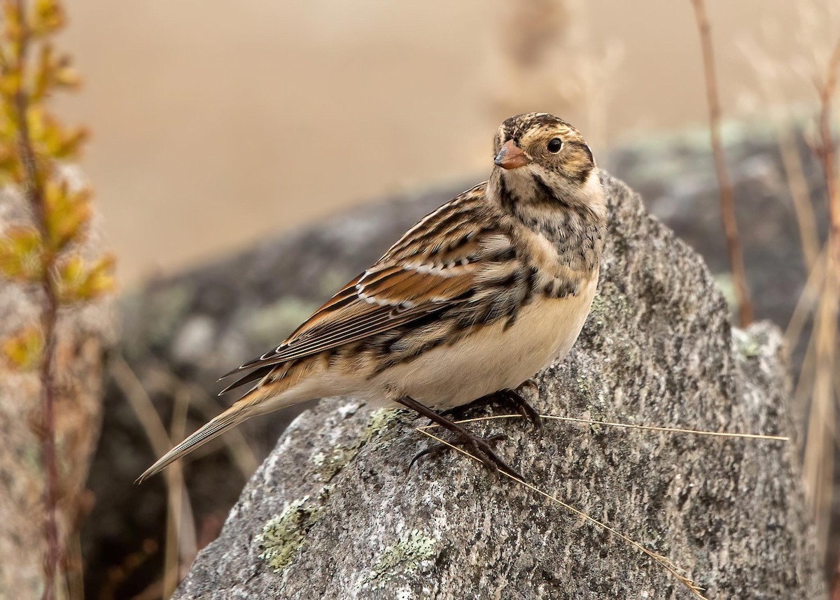 Lapland Longspur - Kate Doiron