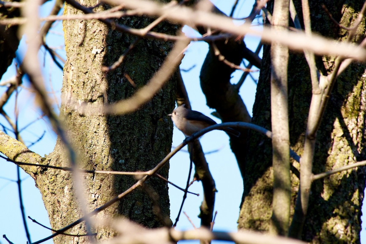 Tufted Titmouse - ML277756331