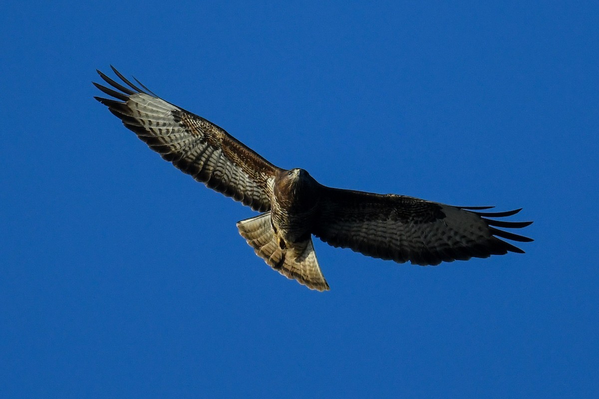 Common Buzzard - ML277756621