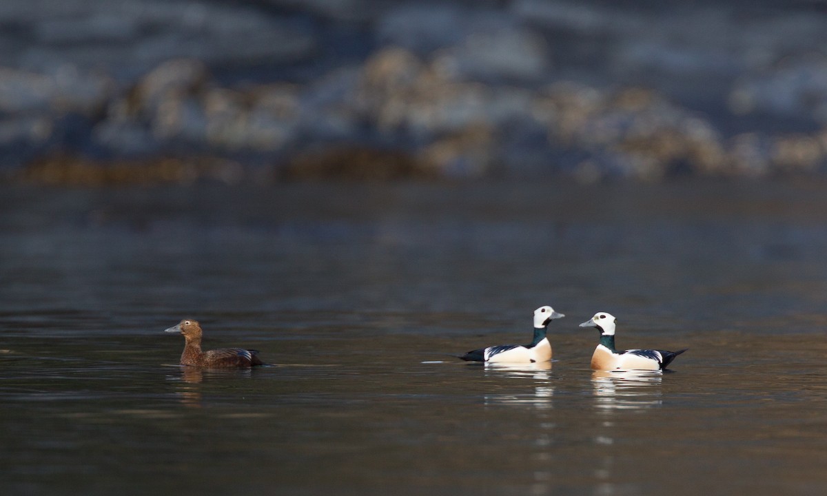 Steller's Eider - Chris Wood