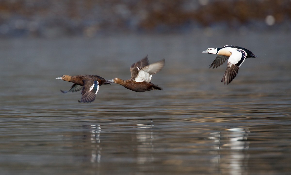 Steller's Eider - Chris Wood