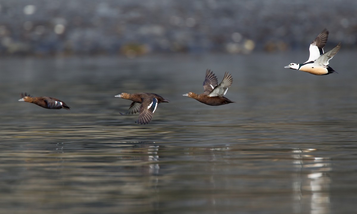 Steller's Eider - Chris Wood