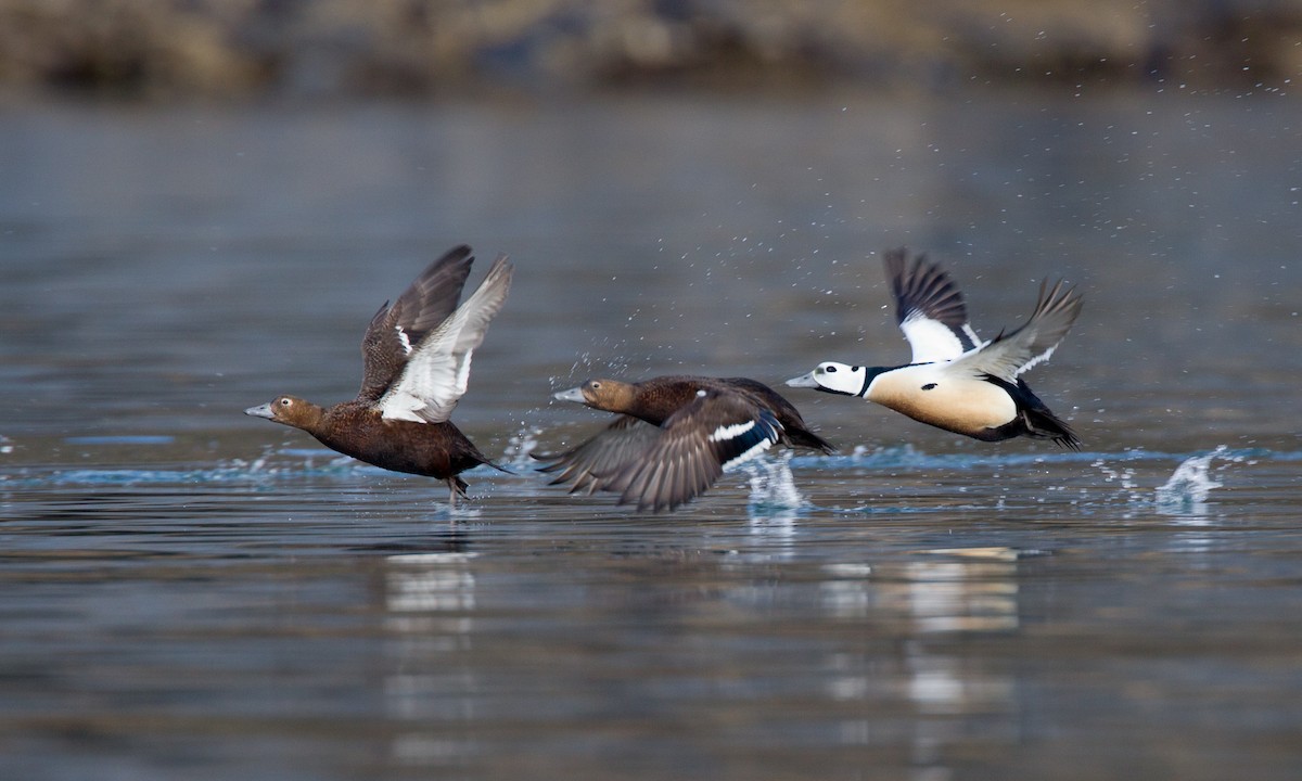 Steller's Eider - Chris Wood